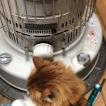 ストーブに当たる我が家の猫のひろし君