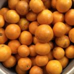 Hozuままやの畑の無農薬自然栽培みかん