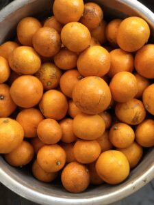 Hozuままやの畑の無農薬自然栽培みかん