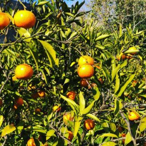 Hozuままやの畑の無農薬自然栽培みかん