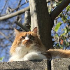 すみすみマルシェ　に出店いたしました。