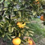 Hozu ままやの無農薬自然栽培の八朔