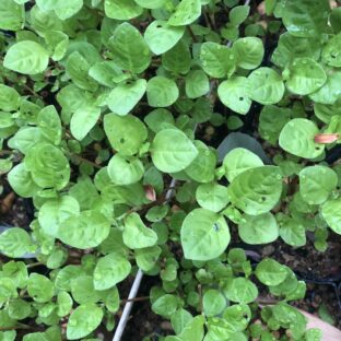 藍の苗　ポット４個分