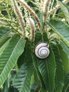 Hozu ままやの無農薬自然栽培の栗の花とカタツムリ君