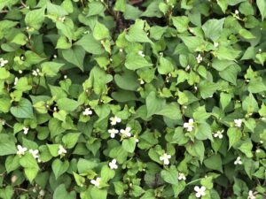 Hozu ままやの無農薬自然栽培のドクダミの花