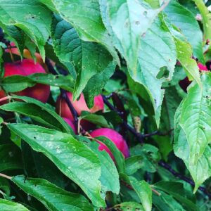 Hozu ままやの無農薬自然栽培すもも