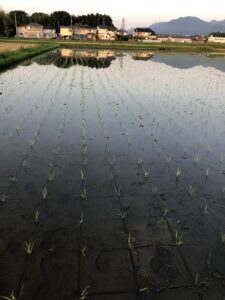 20y21年田植えの様子