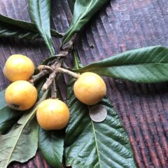 とっくに６月のなってますが、、今更の水無月６月のイベント予定です。