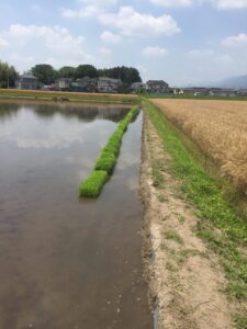 田植えの準備