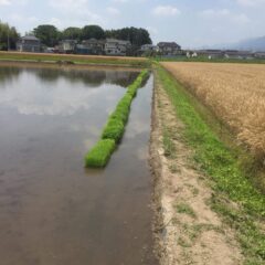 芒種（ぼうしゅ）　明日は、Teamままやのまるたま食堂さんの田植えの日です。