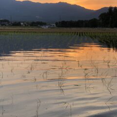 田植えの後の　除草作業はとっても大切！中野式除草でやりきります。
