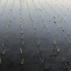 田植え頑張れ！米作り２年生のお話