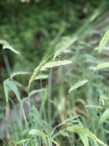 Hozu ままやの無農薬自然栽培ライ麦に実のり