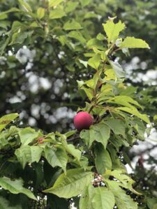 Hozu ままやの無農薬自然栽培のスモモの木