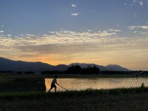 夕闇迫る中中野式除草を頑張る姿