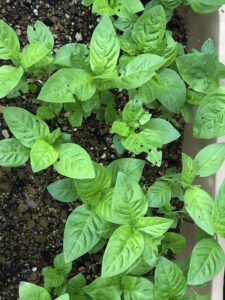 Hozu ままやの無農薬自然栽培の藍の苗