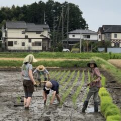 田植え頑張れ！米作り２年生のお話　その２、その３