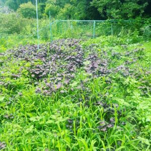 緑でいっぱい の畑