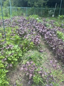 無農薬こぼれ種の赤紫蘇の畝