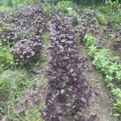 無農薬自然栽培の赤紫蘇シロップ作り