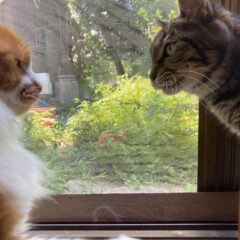 人間同士だけでなく　猫や犬ぐるみでお付き合いできる友人関係が好き！