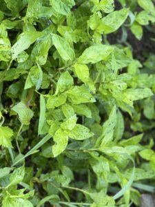 Hozuままやの畑の無農薬栽培の藍