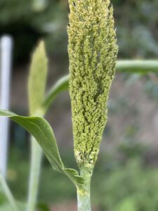 Hozuままやの畑の無農薬のたかきび