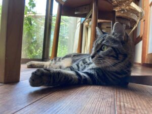 少しふっくらした猫のニーナちゃん