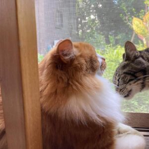 猫のひろし君とニーナちゃん