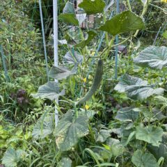 夏の畑は豊かな空間・・自然栽培