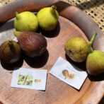 世界のいちじく