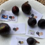 無農薬有機栽培　黒いいちじく各種