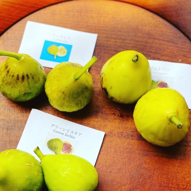 無農薬有機栽培白いいちじく