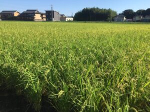 秋の恵み無農薬栽培中の田んぼ