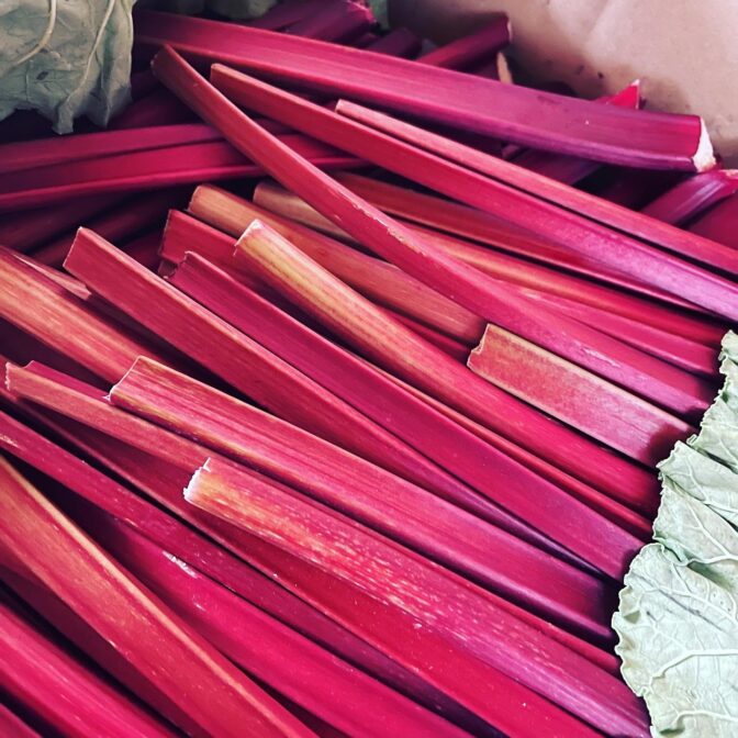 無農薬紅いルバーブ