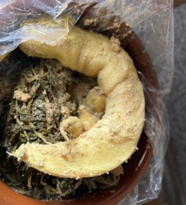 ほんまもんのたくわん