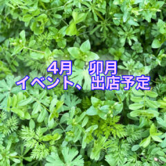 清明なる春・・４月卯月　Hozu ままやのイベント出店予定