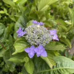 水無月６月イベント予定