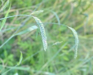 有機古代小麦(スペルト小麦)天然酵母パン