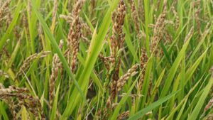 ハッピーヒル米